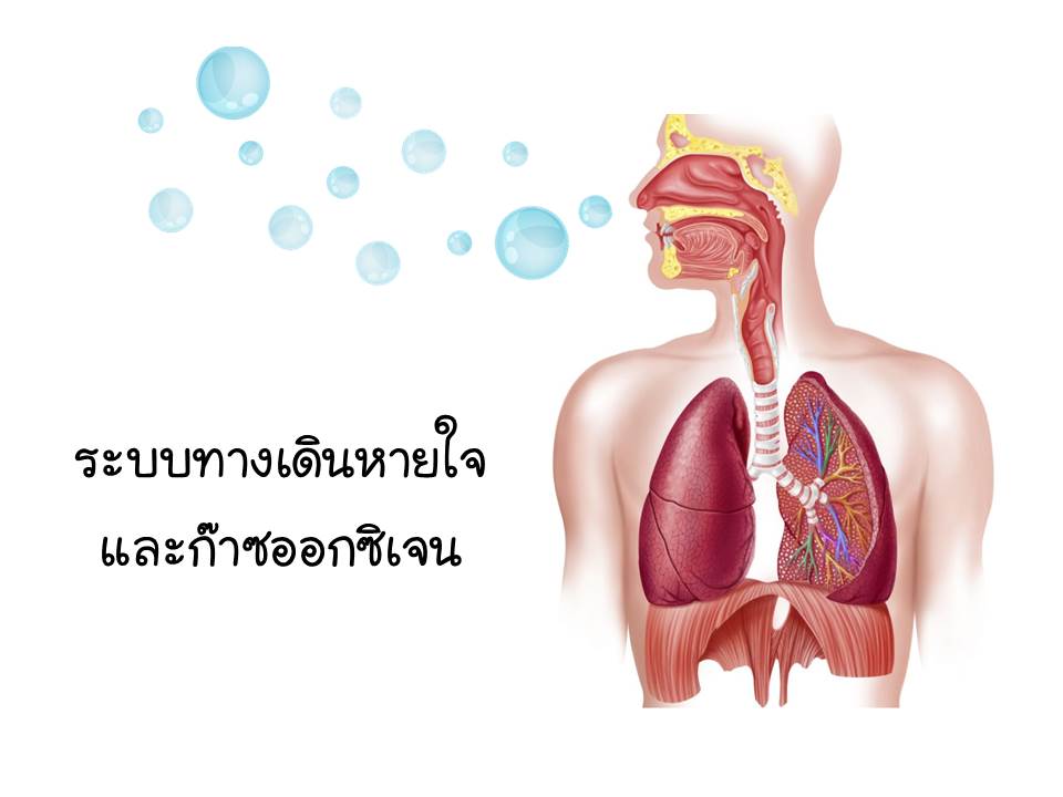 บทเรียนที่ 2 ระบบทางเดินหายใจและก๊าซออกซิเจน